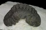 Austerops Trilobite - Nice Eye Facets #137539-5